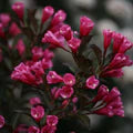 Weigela Wine and Roses® PW (3 Gallon)