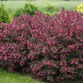 Weigela Wine and Roses® PW (3 Gallon)