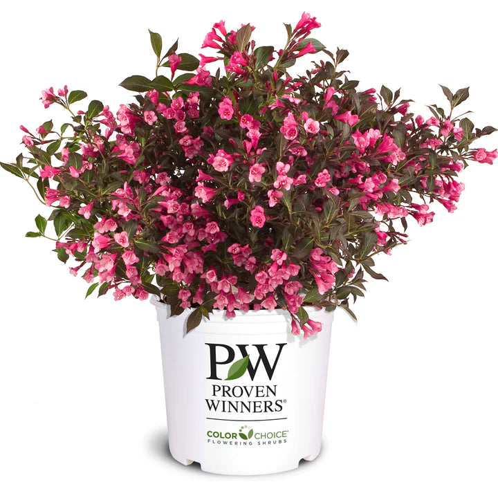 Weigela Wine and Roses® PW (3 Gallon)