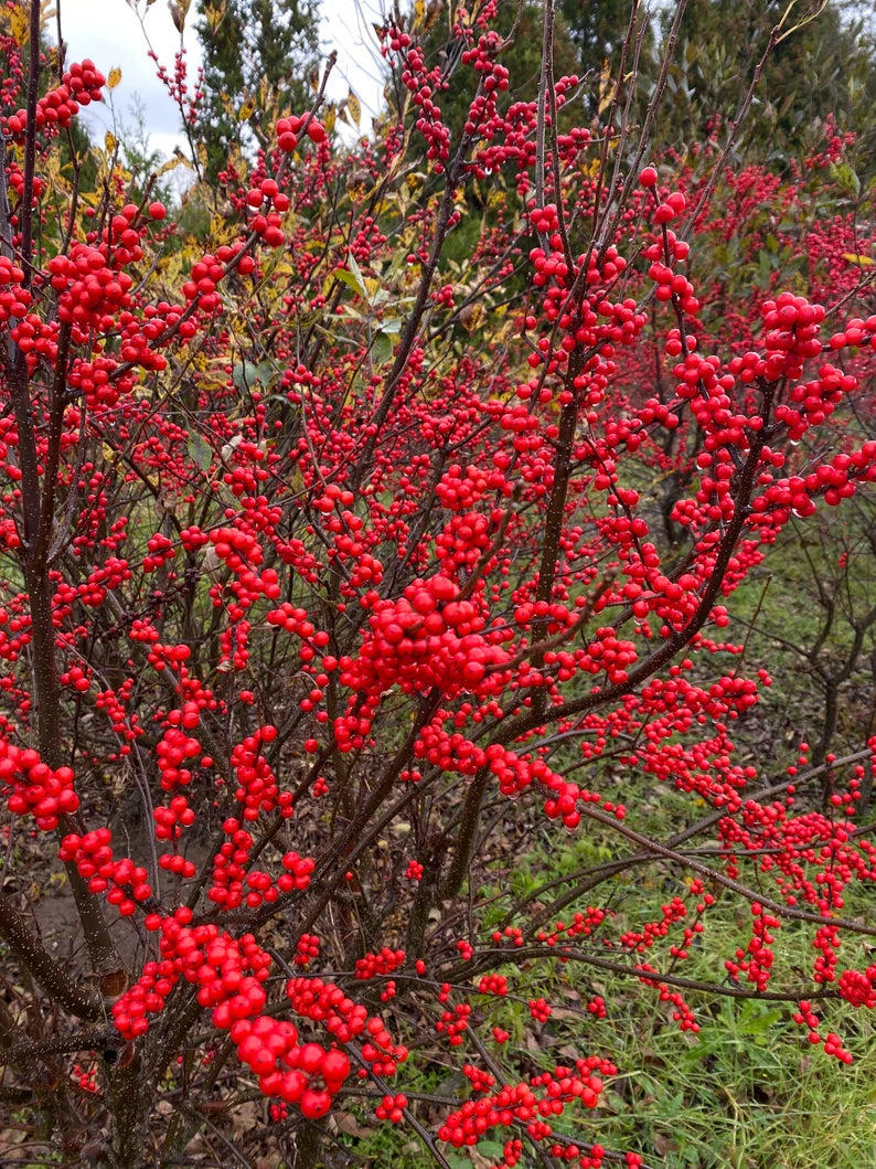 Ilex Winterberry 'Winter Red' (3 Gallon)