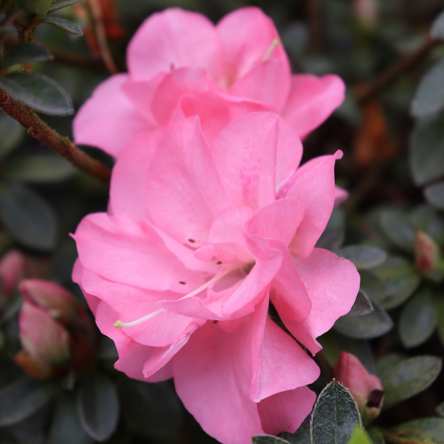Azalea Perfecto Mundo Dbl Pink 3g