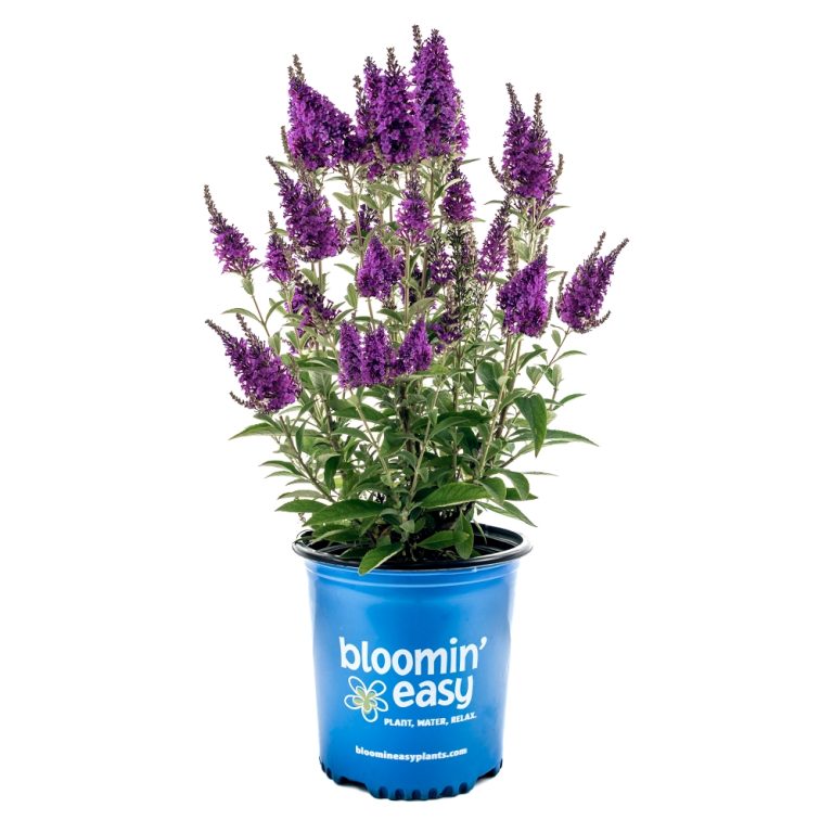 Buddleia Birthday Cake™ Butterfly Bush – 3 Gallon