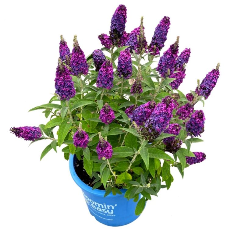 Buddleia Birthday Cake™ Butterfly Bush – 3 Gallon