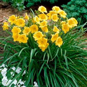 Daylily Stella D'Oro 2 gal.