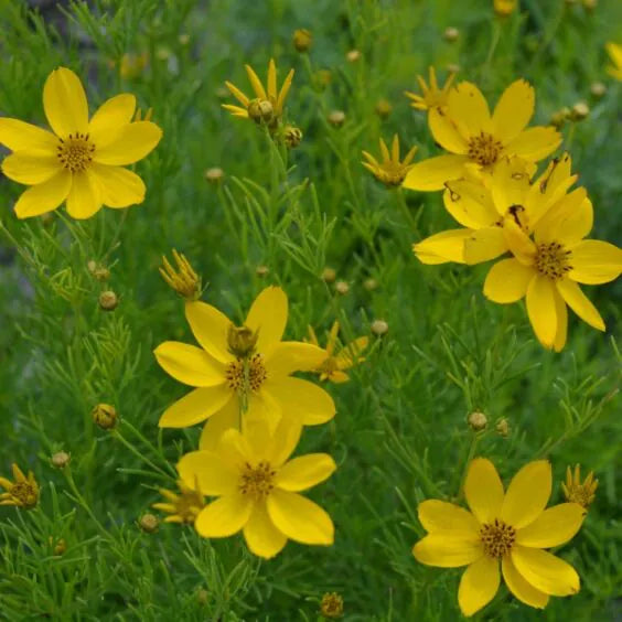 Coreopsis Zagreb 2 gal.