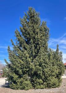 Norway Spruce (Picea abies)