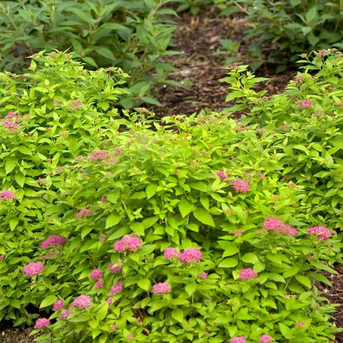 Spirea Double Play® Gold (Proven Winners®) – 3 Gallon