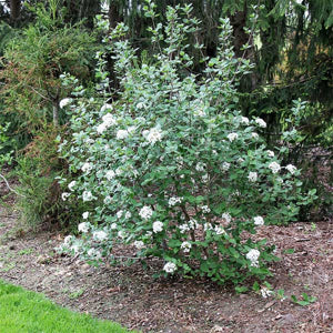 Viburnum Burkwood 7 gal