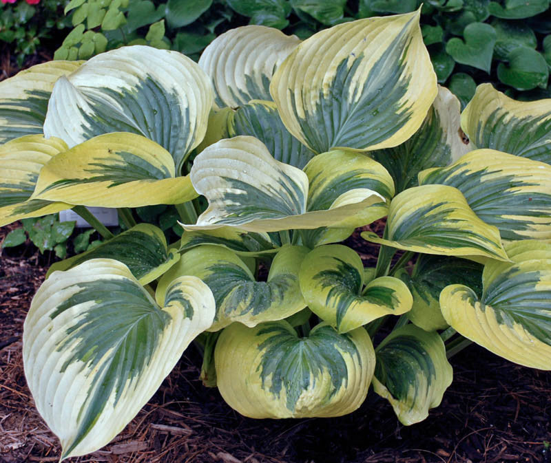 Hosta Liberty 2gal