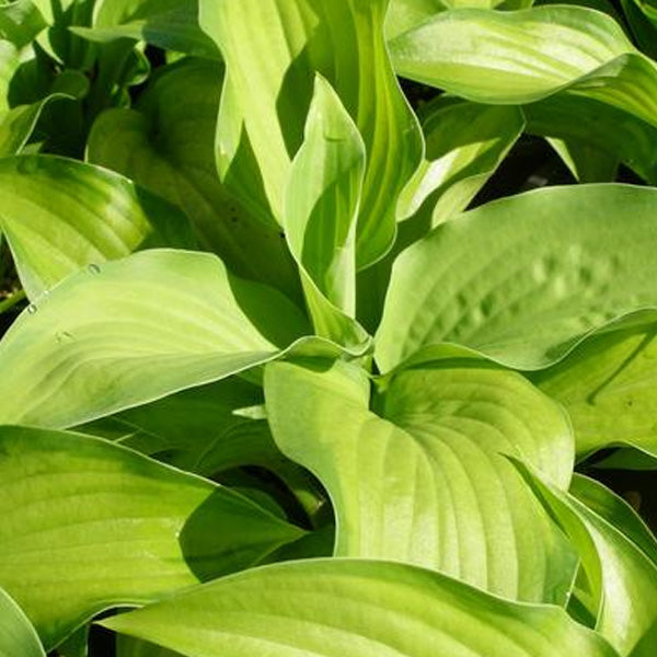Hosta Guacamole 2g