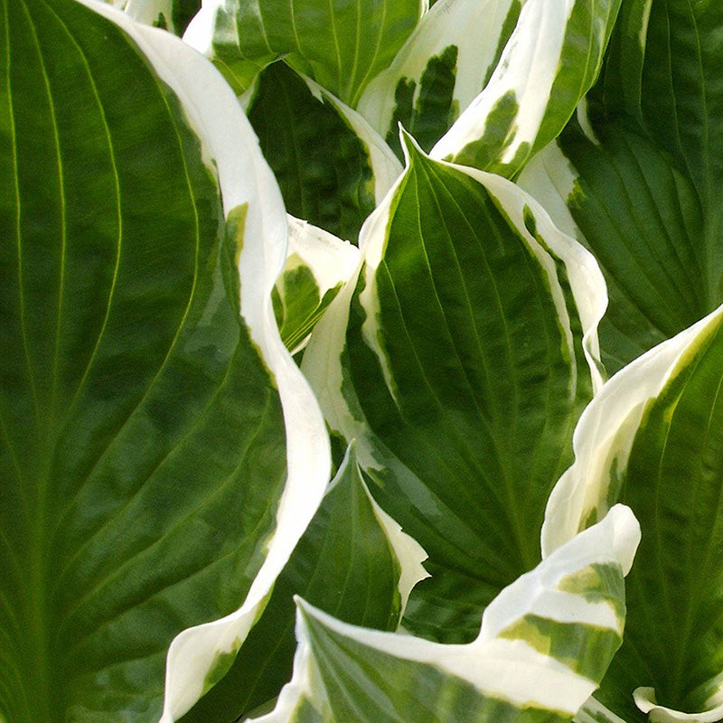 Hosta Patriot 2 gal.