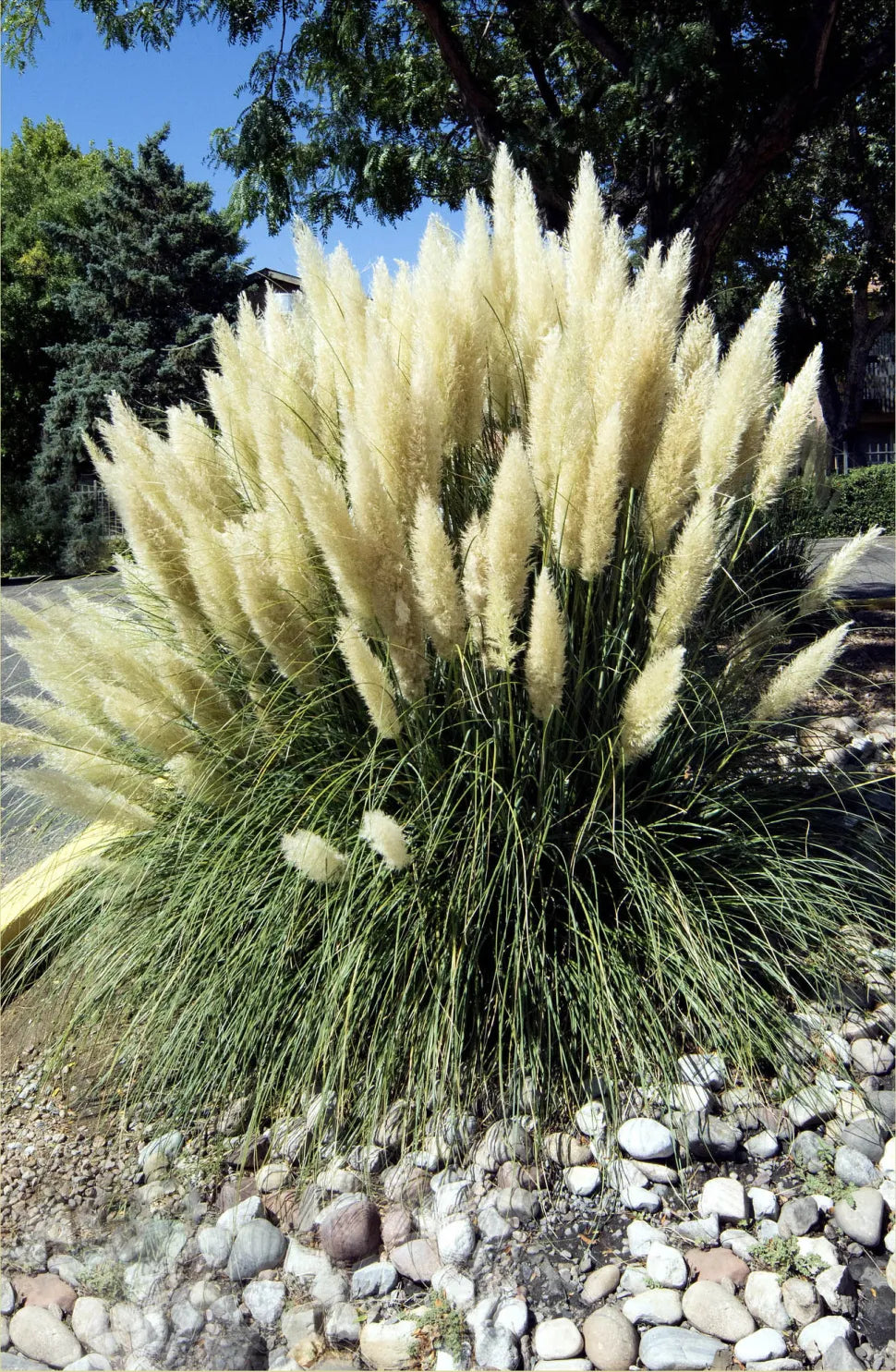 Cortaderia Dwarf Pompas 3 gal