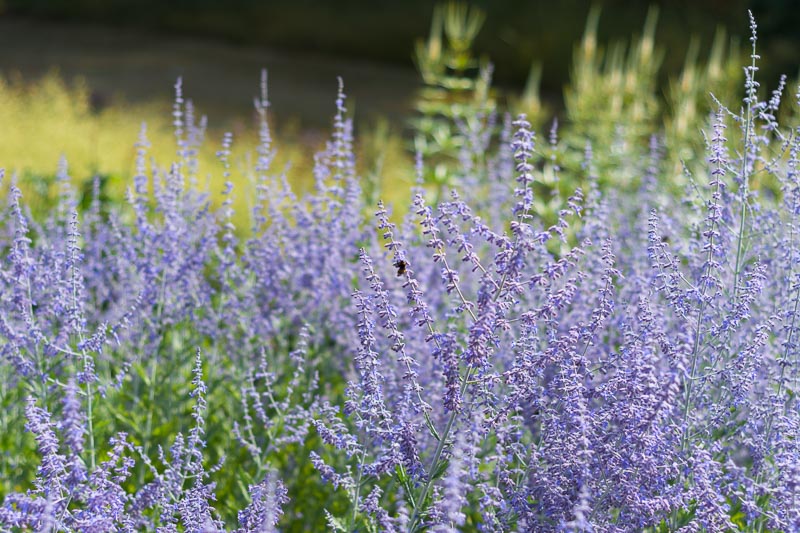 Russian Sage 2 gal.