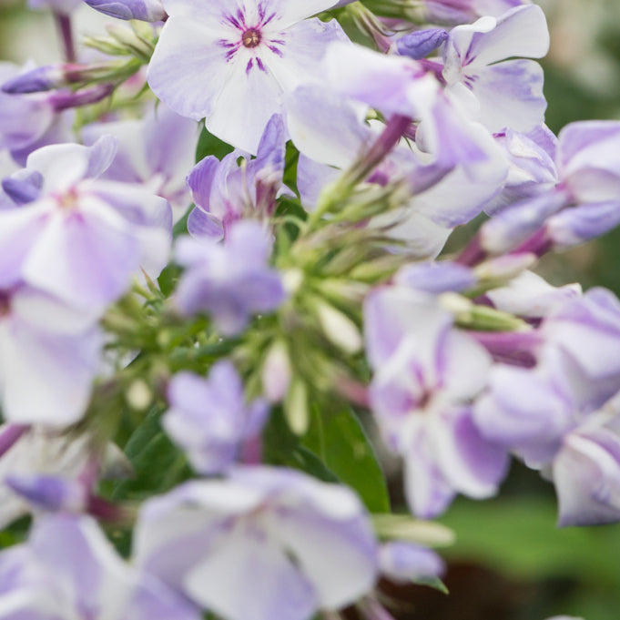 Phlox Flame Pro Cerise 2g