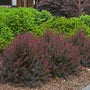Barberry Royal Burgundy
