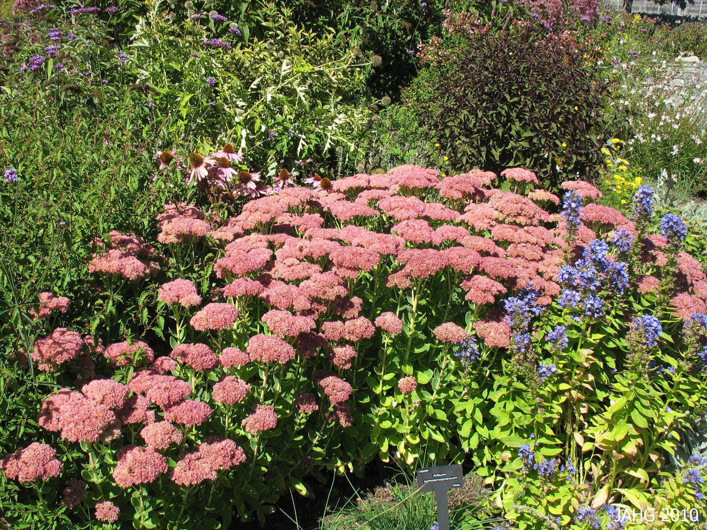 Sedum Autumn Joy 2gal
