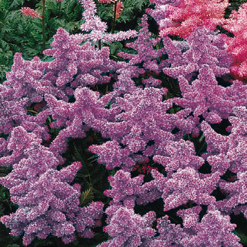 Astilbe Purple 2g