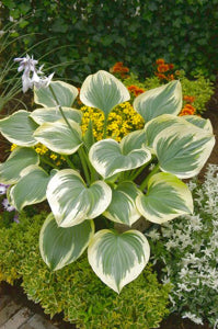 Hosta Liberty 2gal