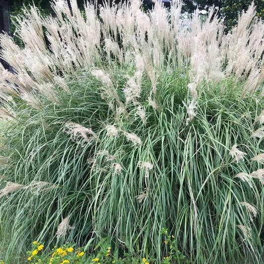 Miscanthus Adagin 3 gal