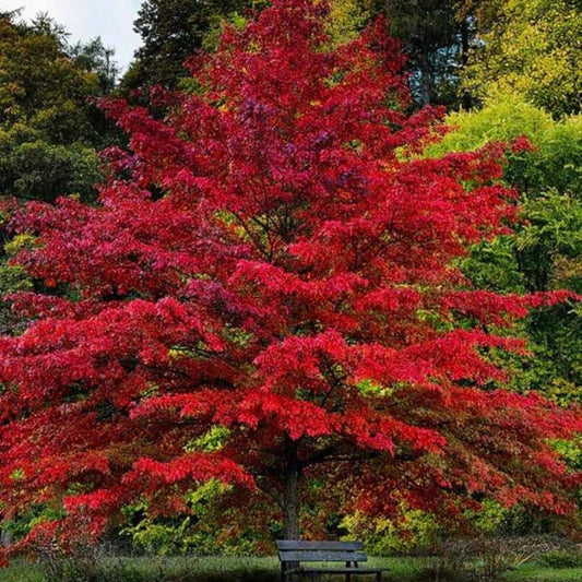 Pin Oak -2/2.5inch