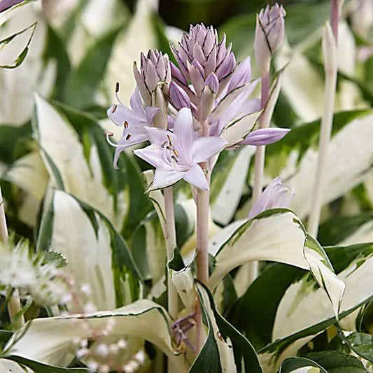 Hosta Fire & Ice 2 gal.