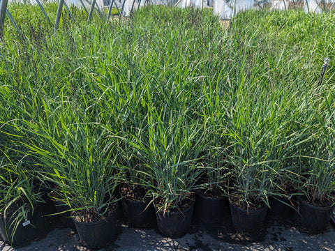 Pannicum Heavy Metal Switch Grass 3g