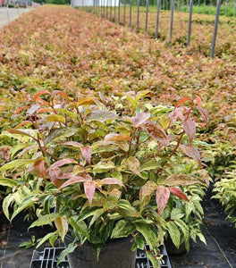 Leucothoe Rainbow 3 gal.