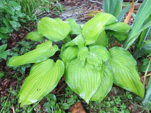 Hosta Guacamole 2g