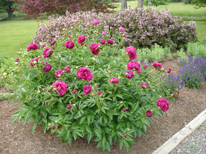 Peony Karl Rosenfield 2g