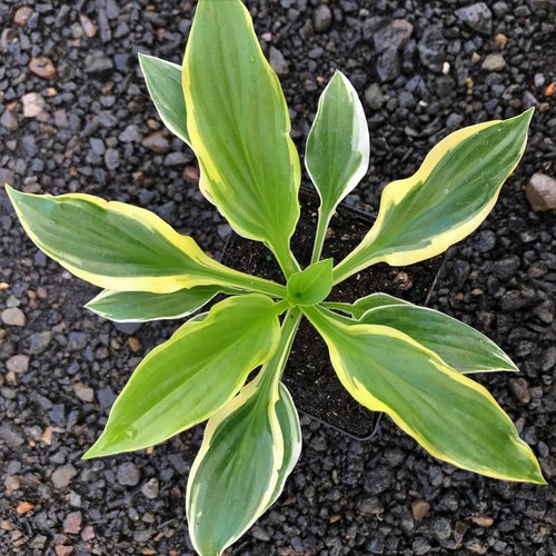 Hosta So Sweet 2gal