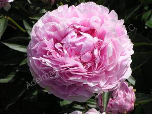 Peony Sarah Bernhardt 2g