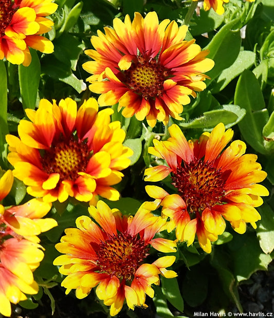 Gaillardia Red Starburst 2g