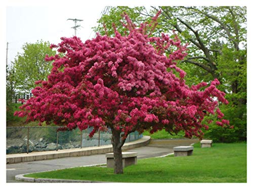 Praire Fire Crabapple - 2 inch
