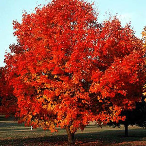 Sugar Maple - 2 inch
