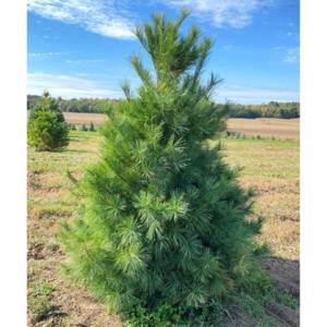 White Pine (Eastern White Pine)