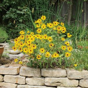 Rudbeckia Black- Eyed Susan 2 gal