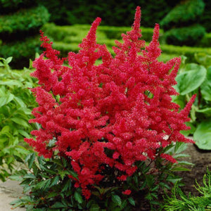 Astilbe Fanal 2 gal.