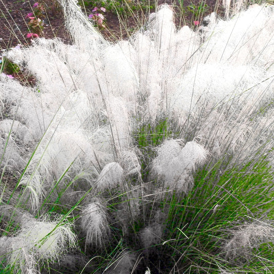 Muhlenbergia Capillaris White 3gal