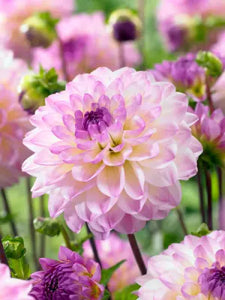 Dianthus Sunflor 2g