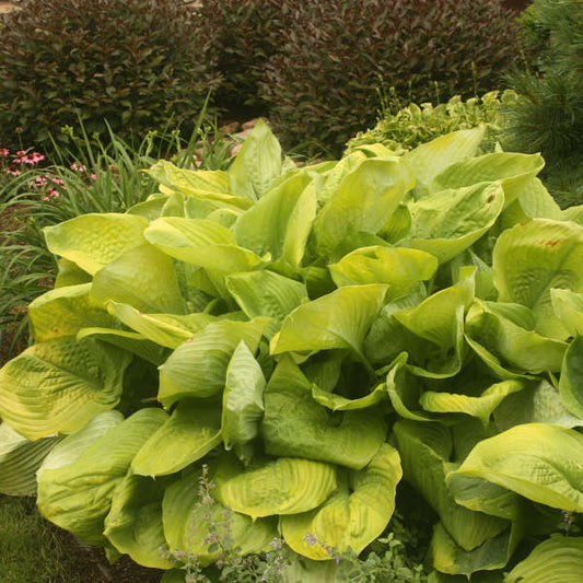 Hosta Sum & Substance 2g