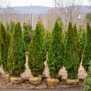 Emerald Green Arborvitae