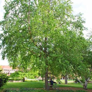 River Birch - 16 ft