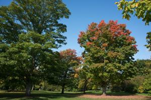 Sugar Maple - 2 inch