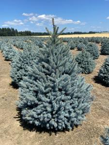 Blue Spruce – Colorado Blue Spruce (Picea pungens)
