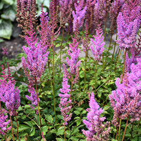 Astilbe Purple 2g
