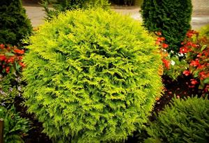 Golden Globe Arborvitae - 30 inch