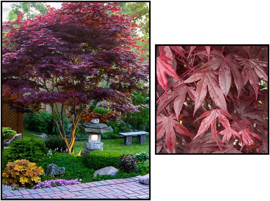 Japanese Bloodgood Maple 5' tall