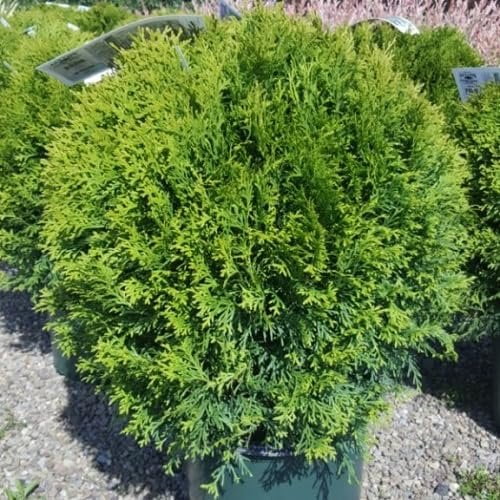 Arborvitae Dwarf Globe (3 Gallon)