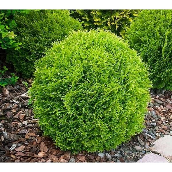 Arborvitae Dwarf Globe (3 Gallon)