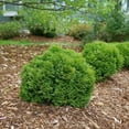 Arborvitae Dwarf Globe (3 Gallon)